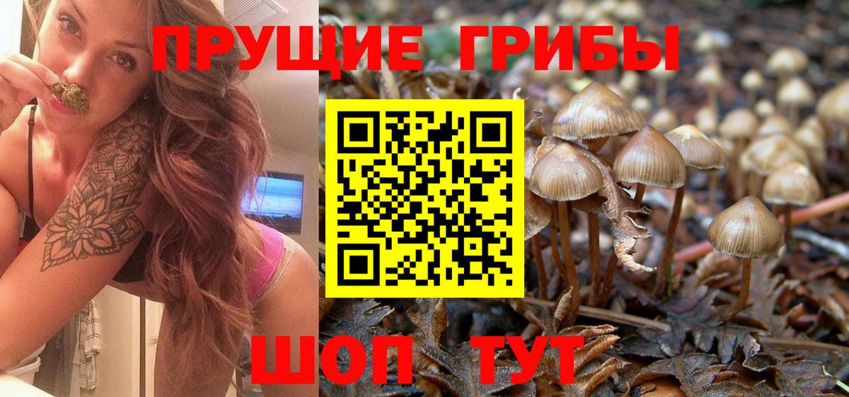 Галлюциногенные грибы Psilocybe Конаково